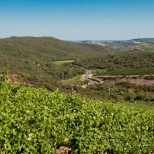 Dégustation gratuite des vins de Faugères du domaine Ollier-Taillefer