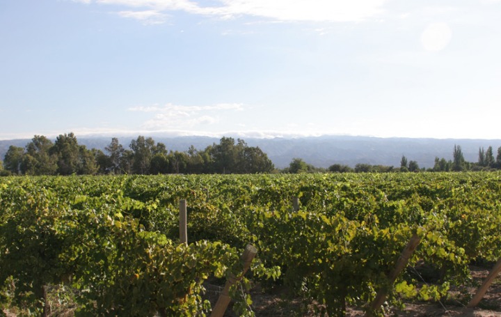 Bodega Casa Montes